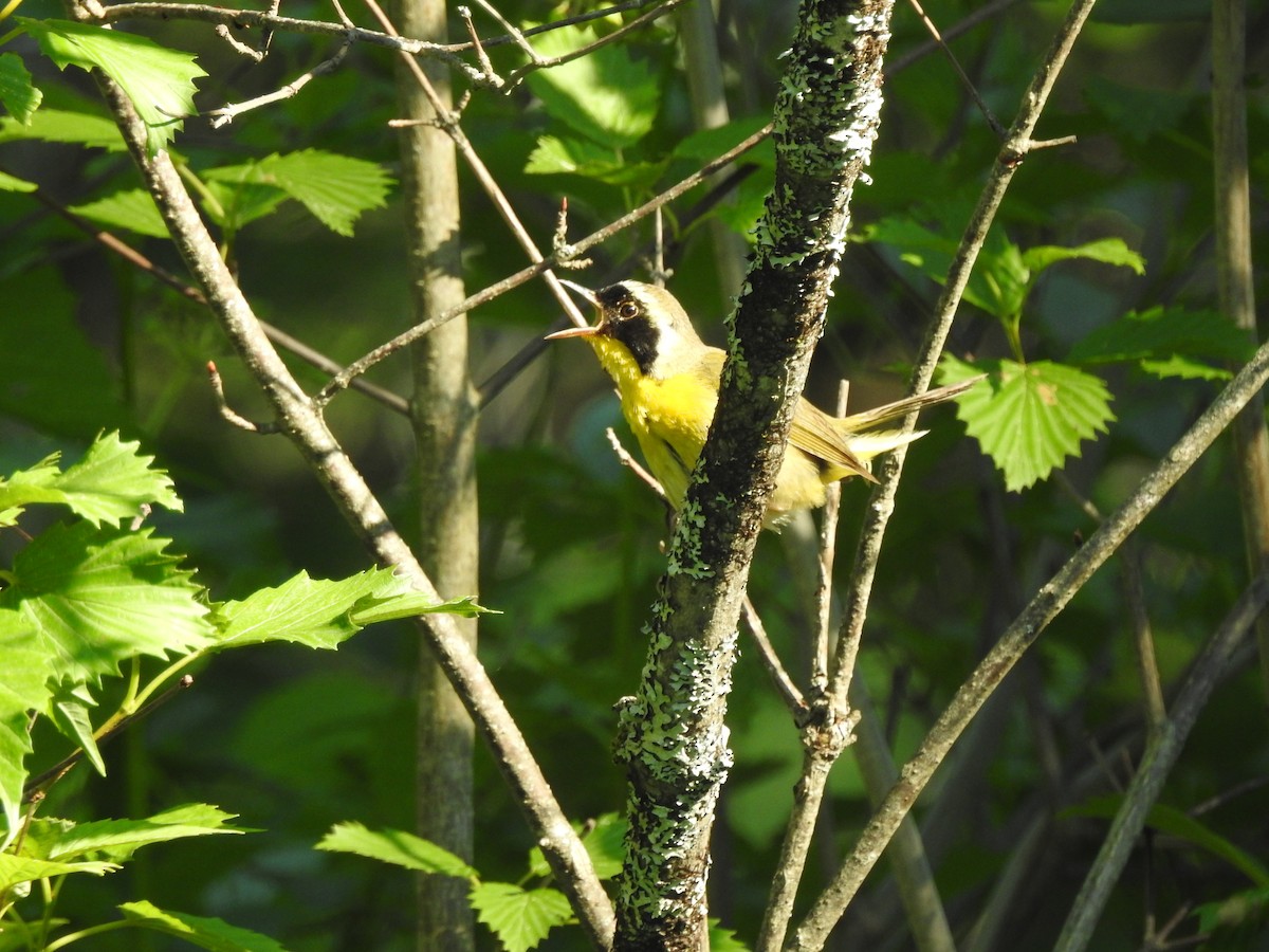 Common Yellowthroat - ML66754661