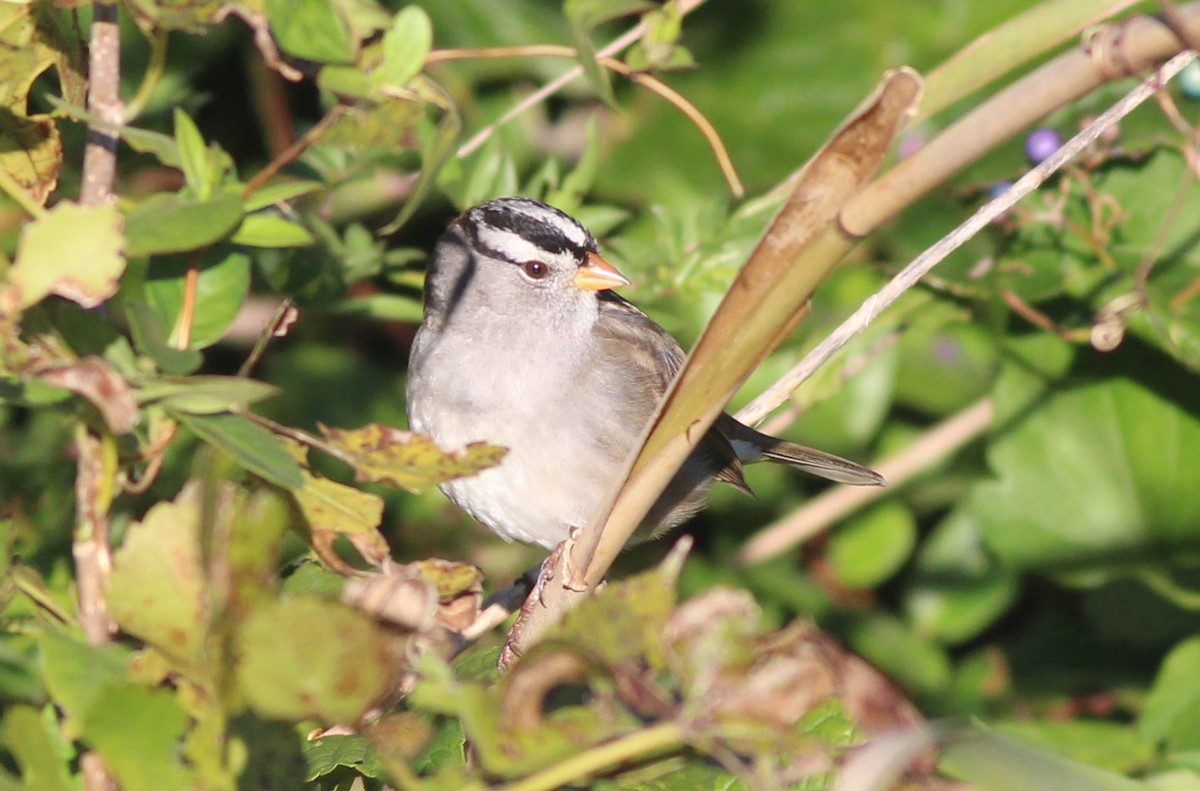 eBird Checklist - 24 Oct 2026 - Cape Island--CMPSP--Hawkwatch Platform ...
