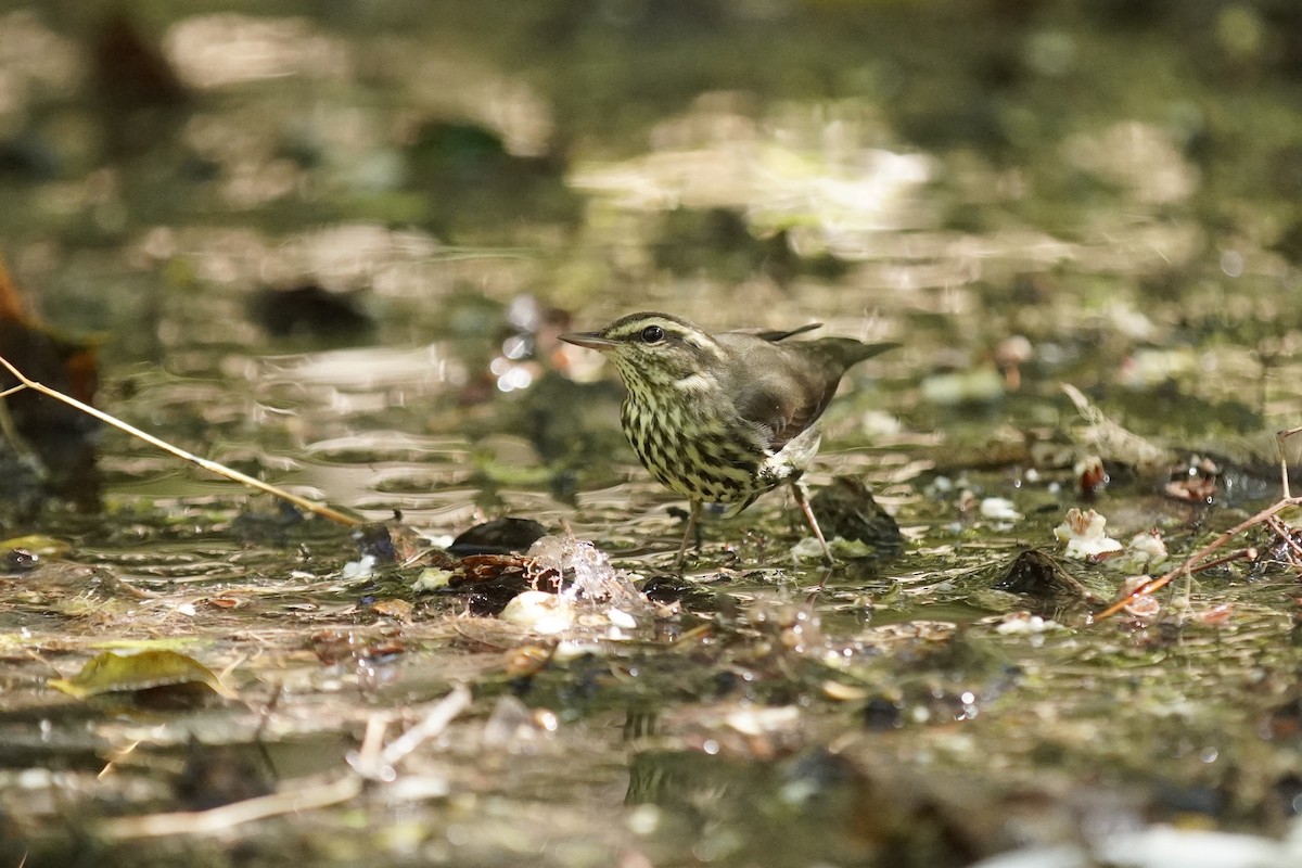 eBird Checklist - 24 Oct 2026 - UT Southwestern Medical Center ...