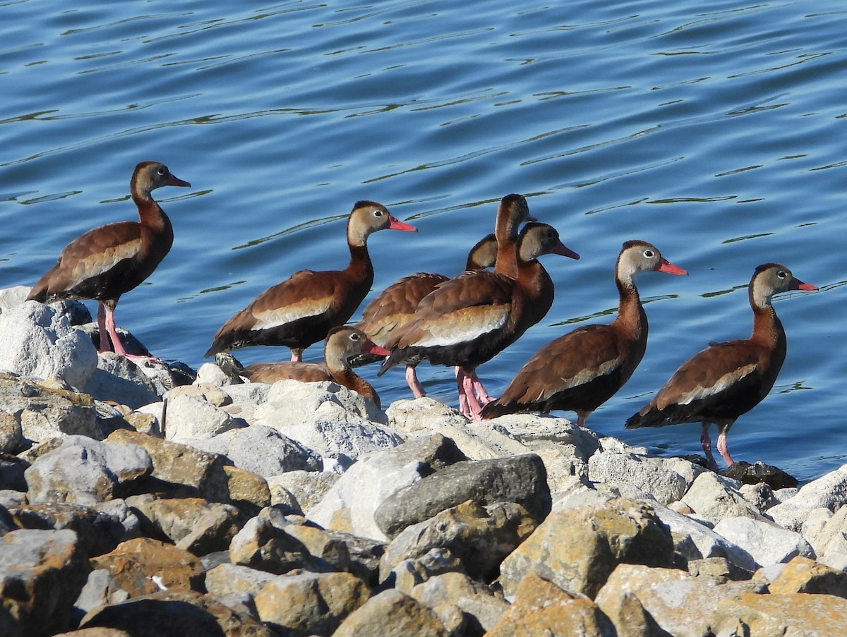 eBird Checklist - 24 Oct 2026 - Seaman Rd. Sewage Lagoons (restricted ...