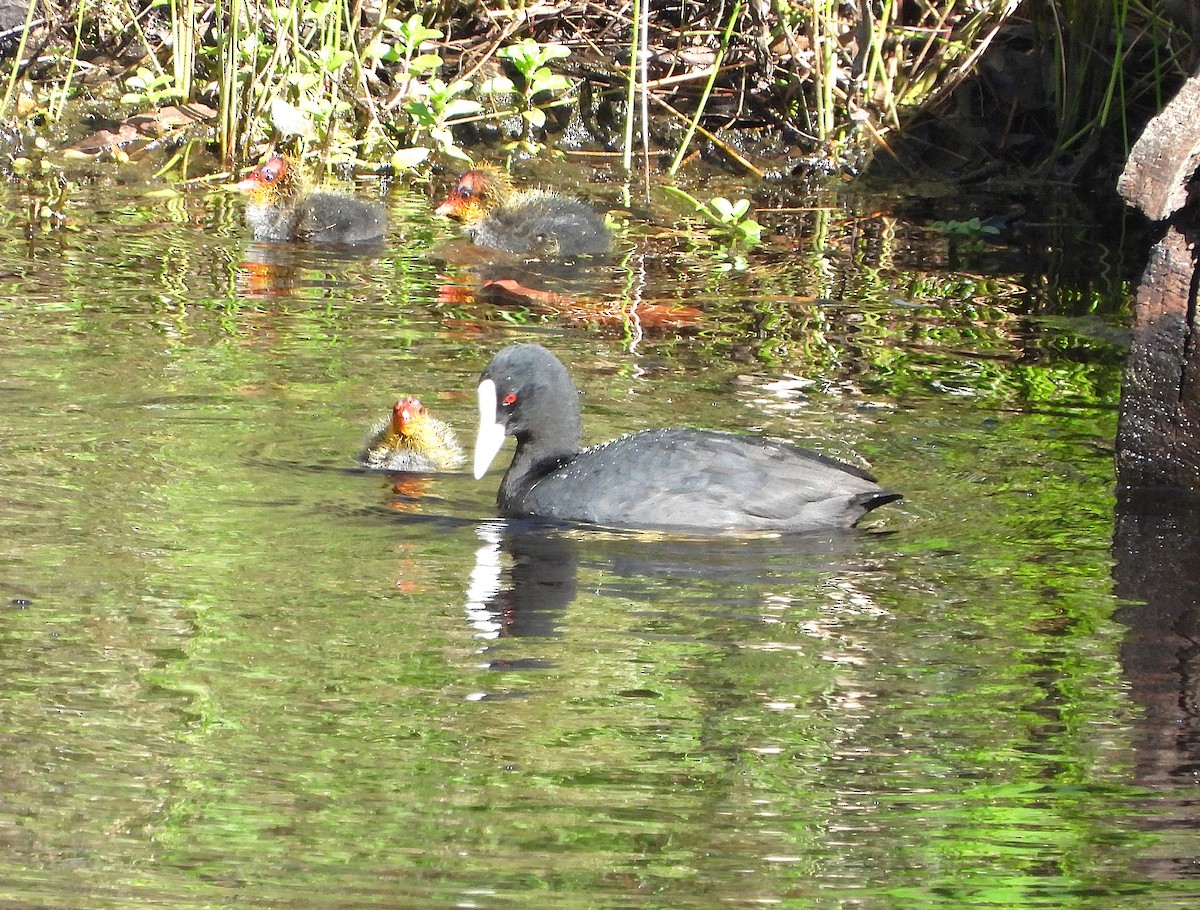 eBird Checklist - 25 Oct 2026 - Camel Hump Gully, Mylor - 54 species