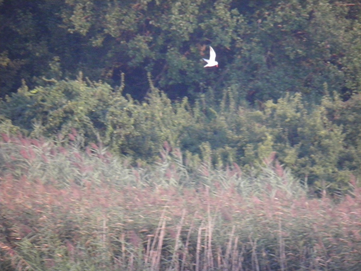 Caspian Tern - ML66756251