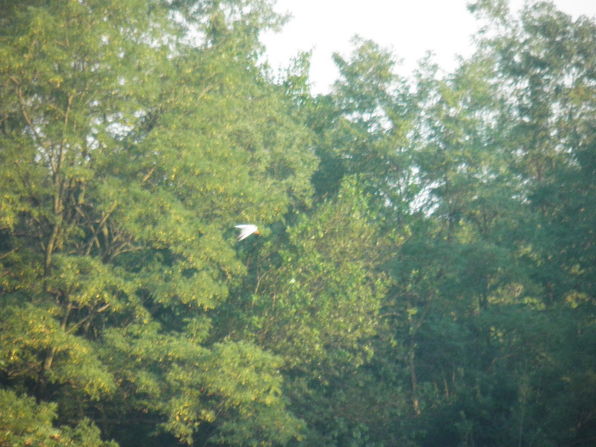 Caspian Tern - ML66756271