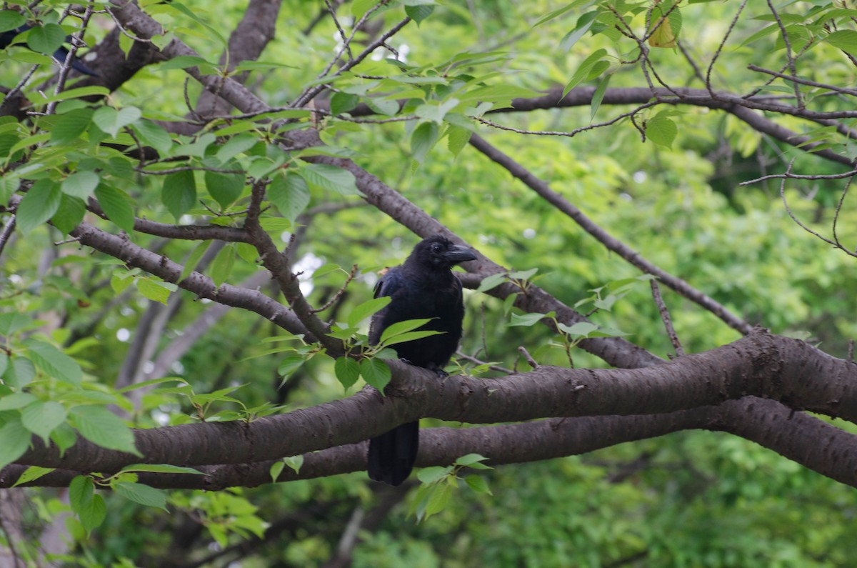 Large-billed Crow - ML66756581