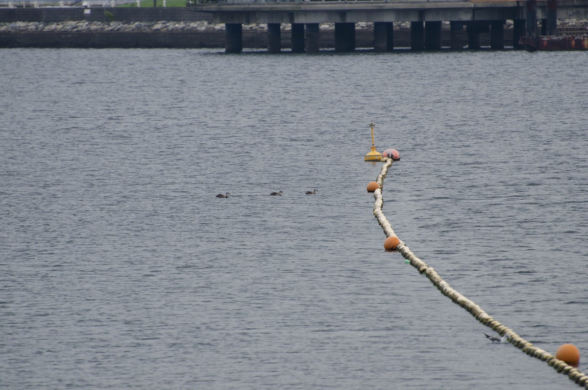 Eastern Spot-billed Duck - ML66756601