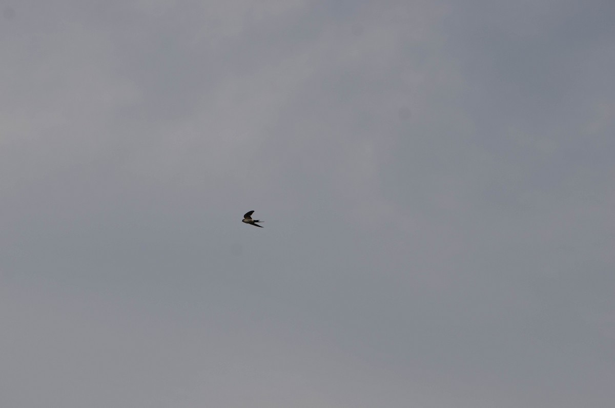 Eastern Red-rumped Swallow (Daurian) - ML66756621