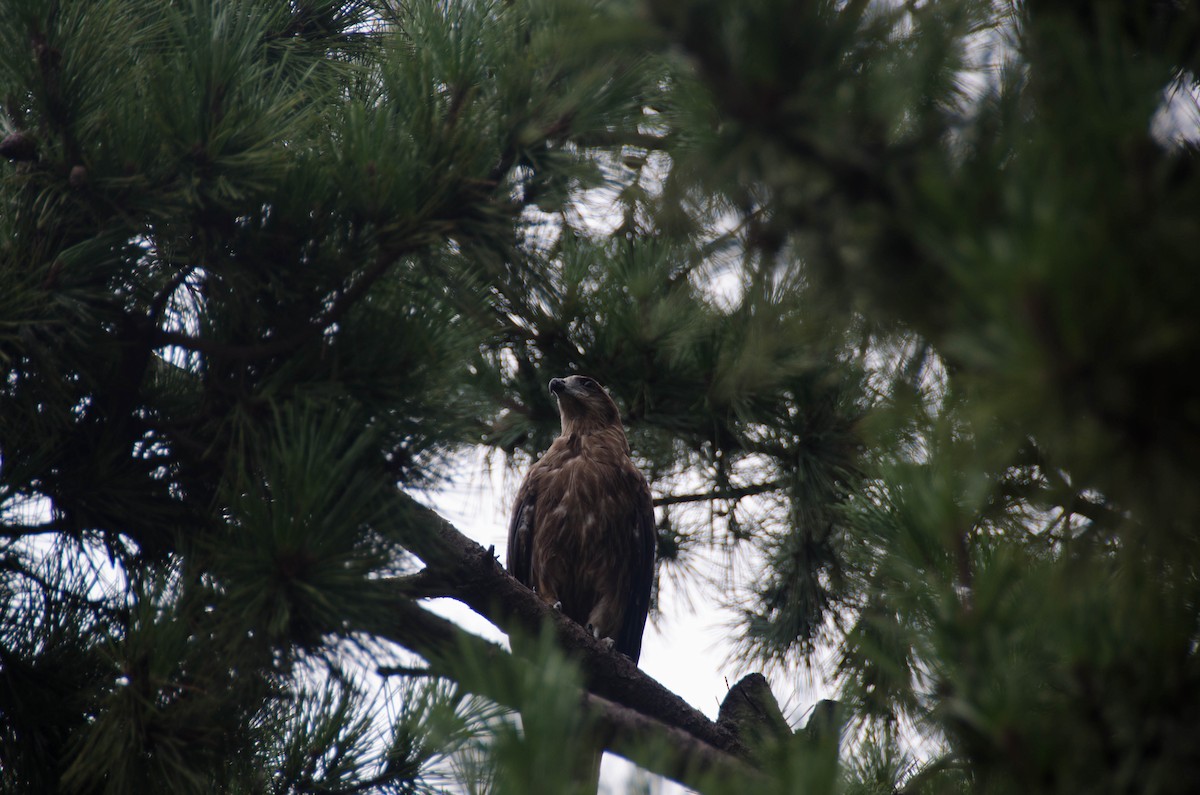 Black Kite - ML66757461