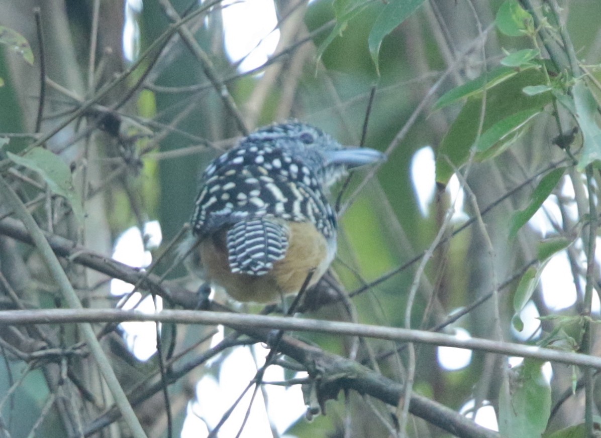 Spot-backed Antshrike - ML66757731