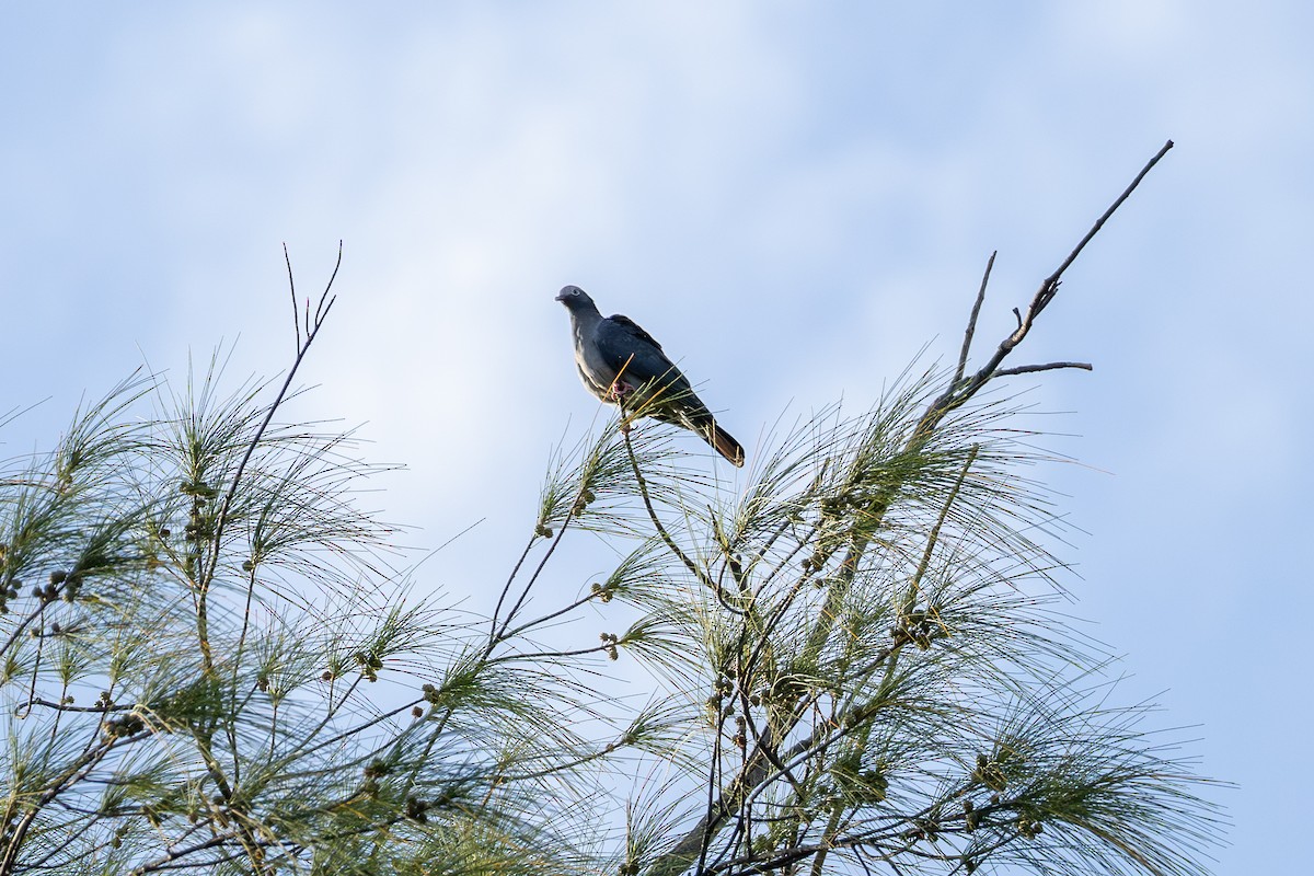 eBird Checklist - 24 Oct 2026 - A. D. Barnes Park - 40 species (+1 ...