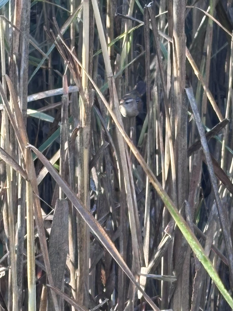 ML667584975 - Marsh Wren - Macaulay Library