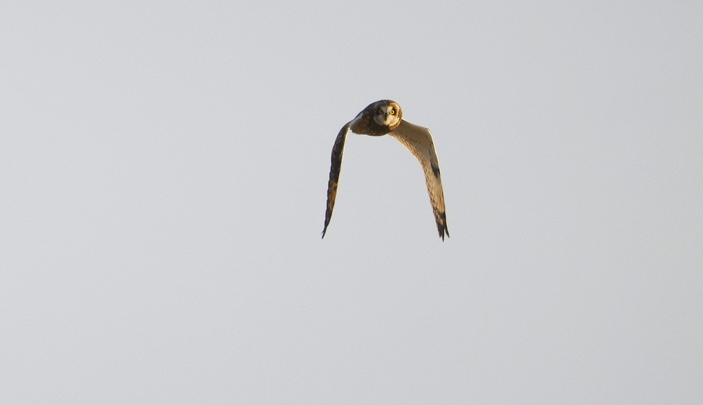 eBird Checklist - 25 Oct 2026 - New Buffalo beach and marina - 19 species