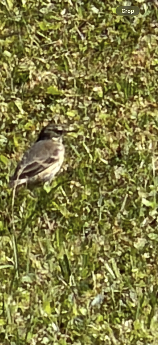 eBird Checklist - 25 Oct 2026 - Cape Canaveral National Seashore ...