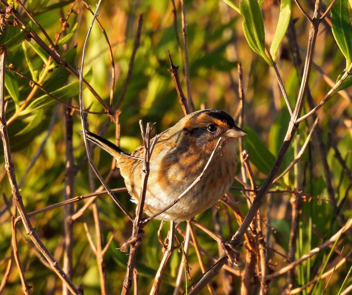 eBird Checklist - 25 Oct 2026 - Pleasure House Point Natural Area - 32 ...