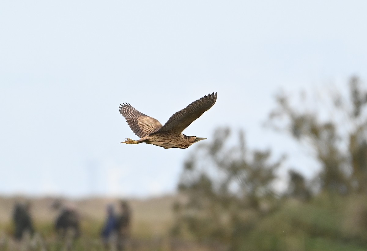 eBird Checklist - 18 Oct 2026 - Titchwell Marsh RSPB Reserve - 37 species