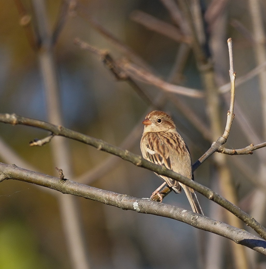 eBird Checklist - 25 Oct 2026 - Peace Valley Park--Nature Center - 38 ...