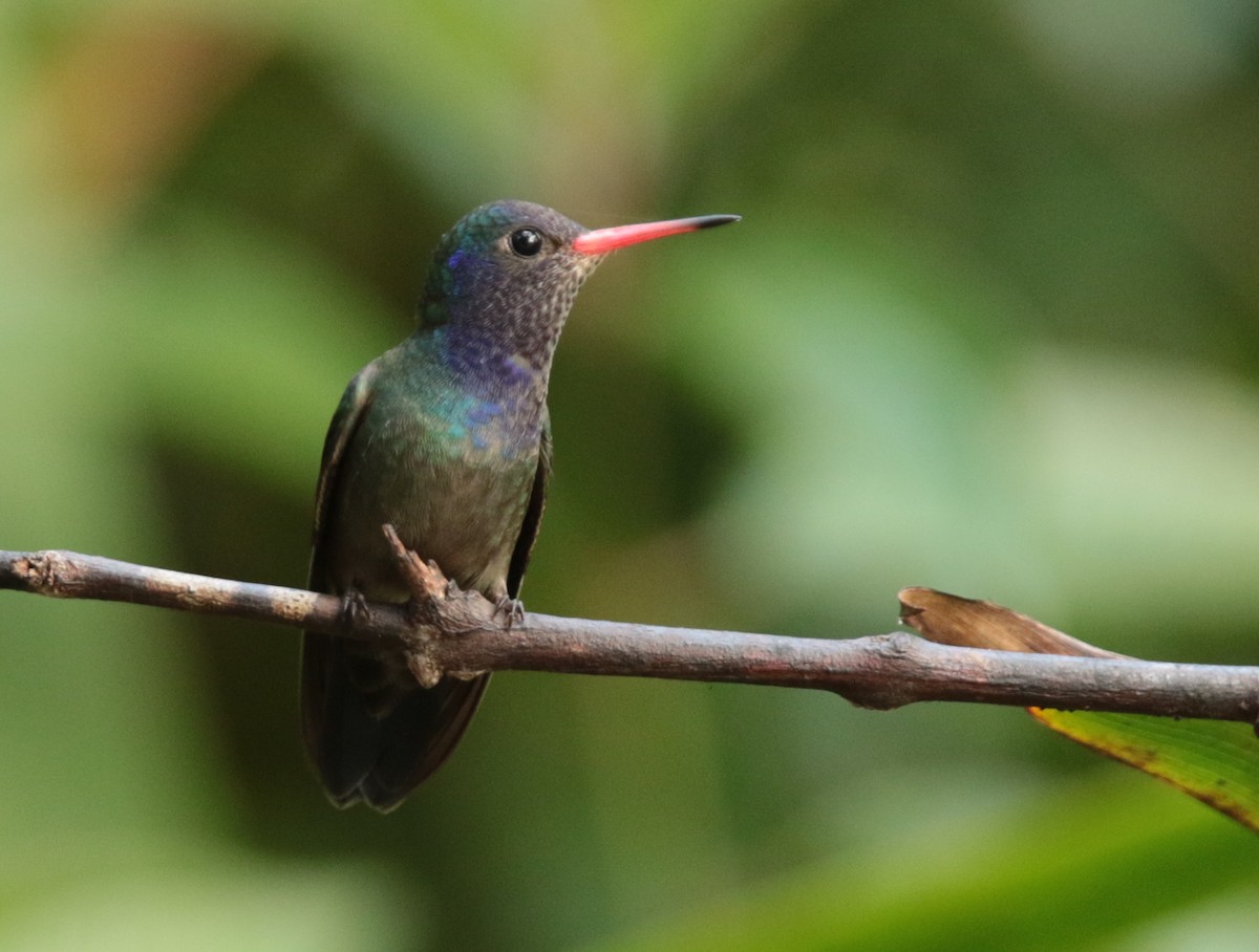 White-chinned Sapphire - Anonymous