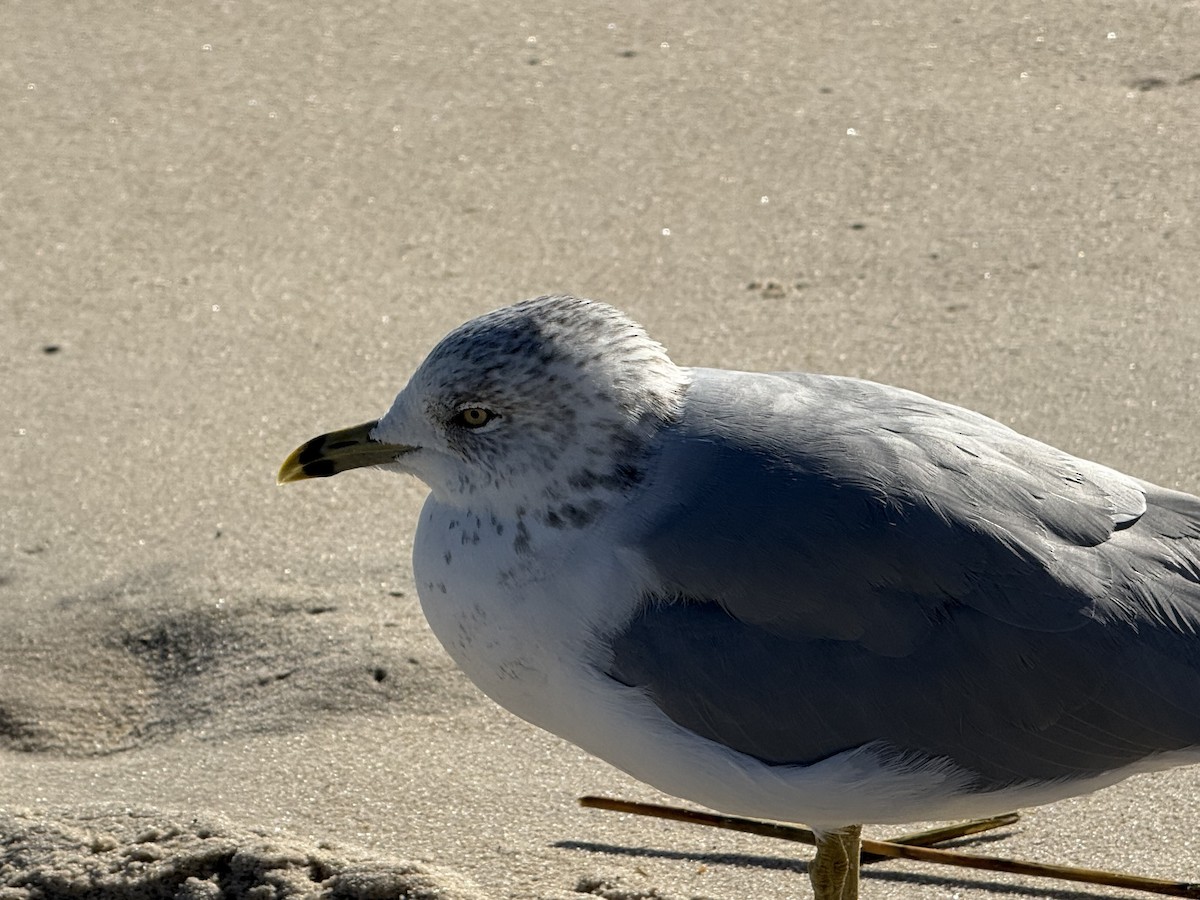 eBird Checklist - 25 Oct 2026 - Assateague I. NS--Oceanside Campground ...