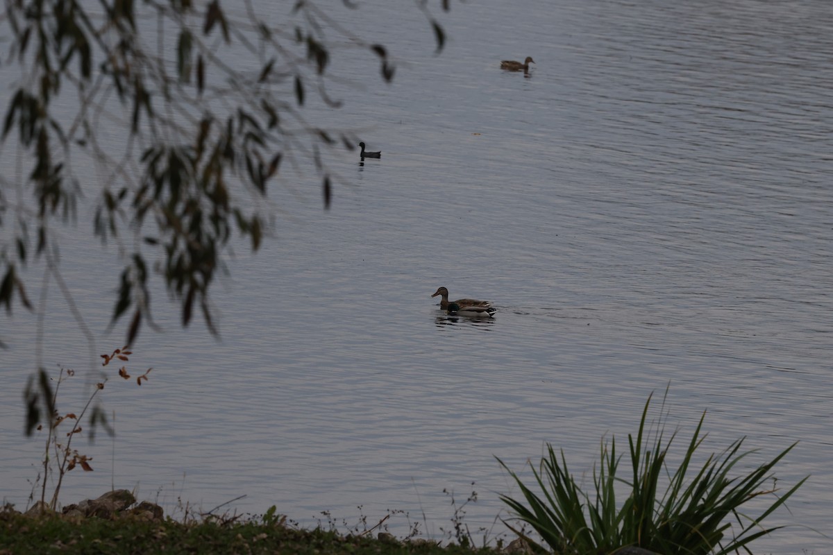 eBird Checklist - 25 Oct 2026 - winneconne park - 4 species