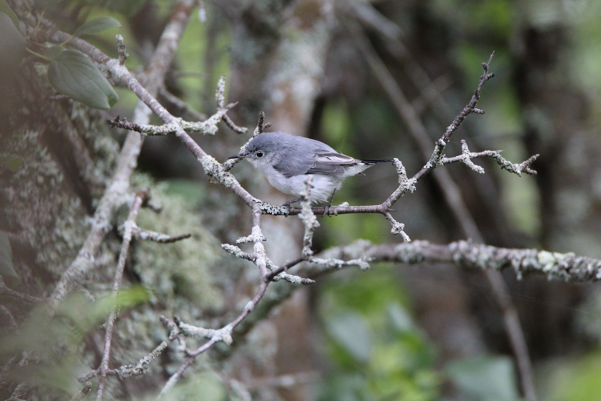 Blue-gray Gnatcatcher - Percy Ulsamer