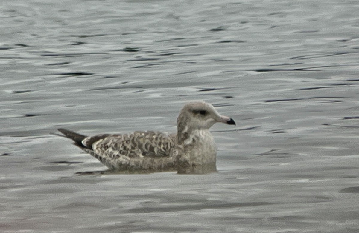 eBird Checklist - 25 Oct 2026 - North Spit--old Weyco Settling Pond ...