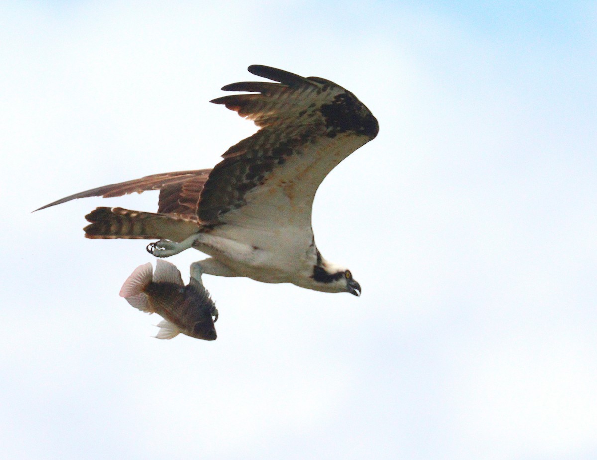 eBird Checklist - 25 Oct 2026 - Green Cay Wetlands & Nature Center - 45 ...