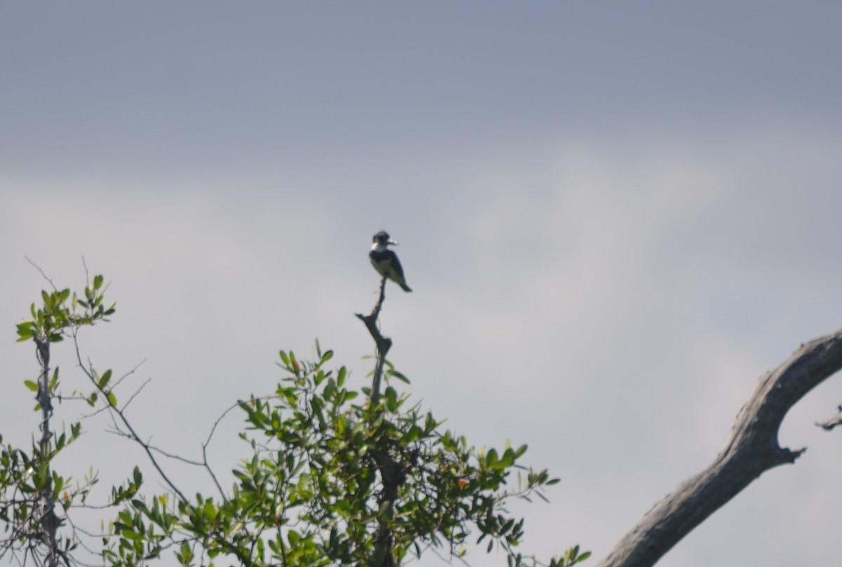 eBird Checklist - 25 Oct 2026 - Queen Elizabeth II Botanic Park - IBA ...