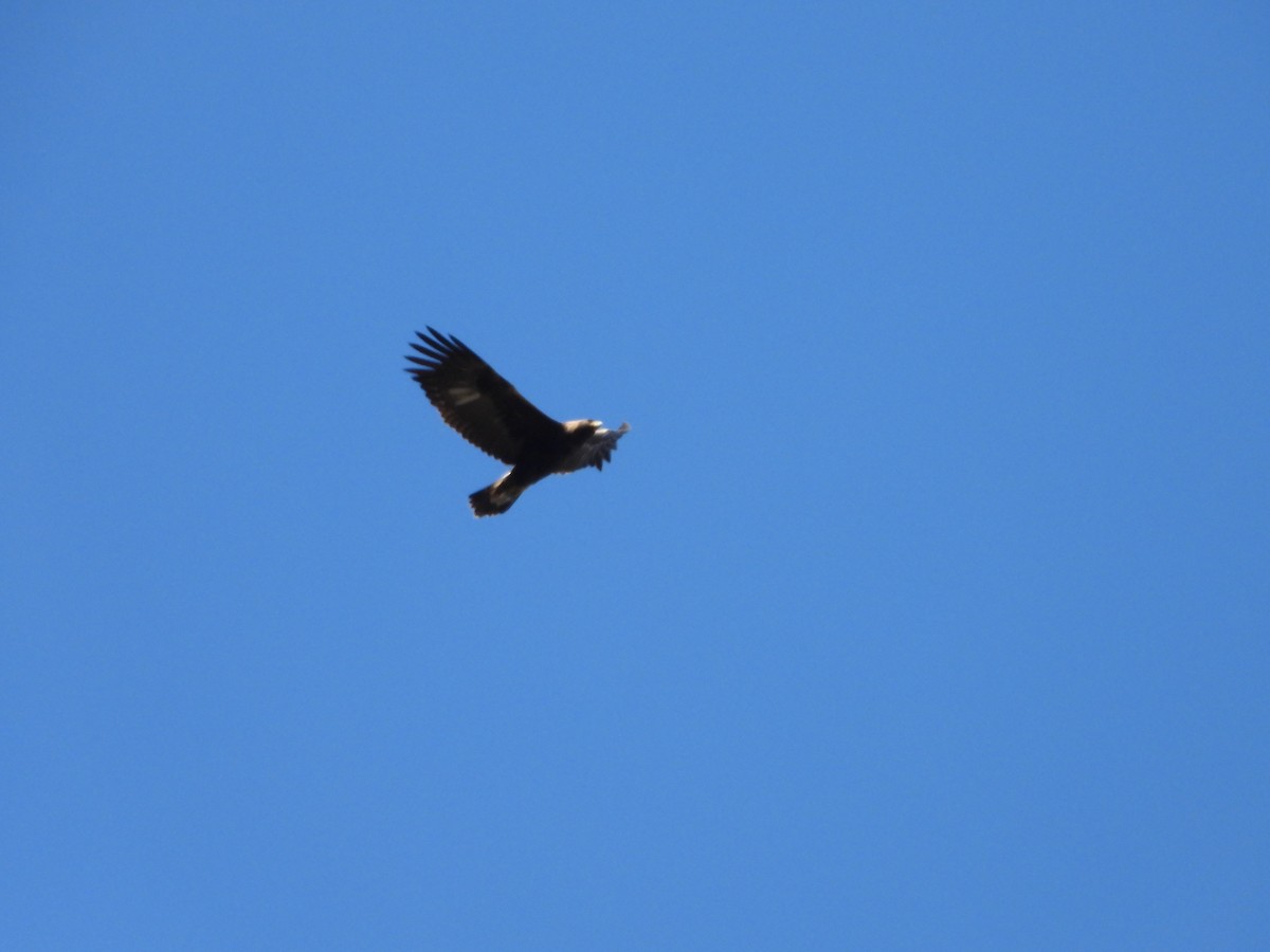 ML667608013 - Golden Eagle - Macaulay Library