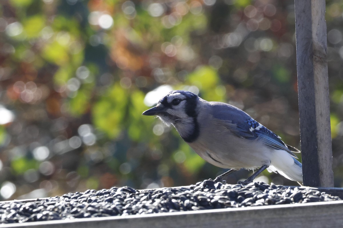 eBird Checklist - 25 Oct 2026 - Salt Bay Farm (CRCT) - 22 species (+1 ...