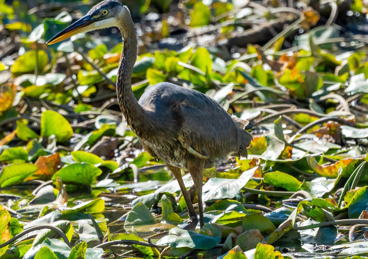 eBird Checklist - 25 Oct 2026 - Heritage Center Greenway - 26 species