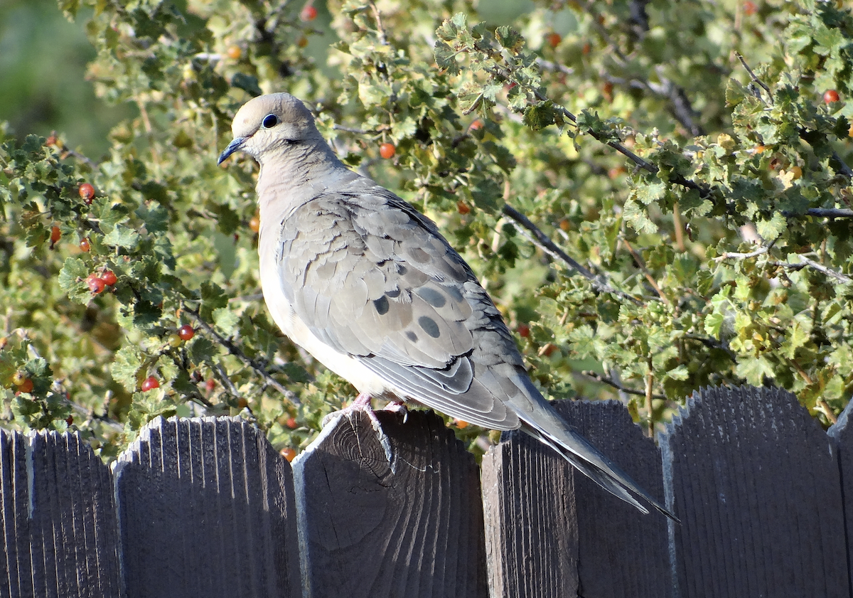 Mourning Dove - ML66761361