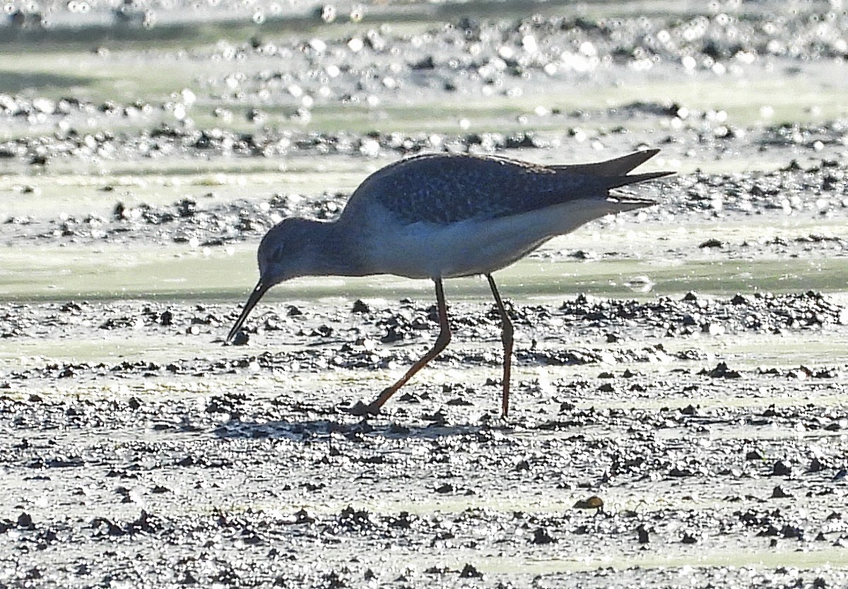 eBird Checklist - 25 Oct 2026 - Celery Bog Nature Area - 25 species
