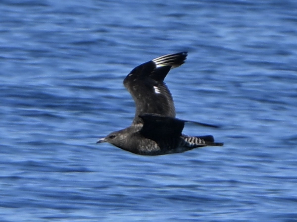 eBird Checklist - 25 Oct 2026 - Cape Cod Bay (Plymouth County) - 27 species