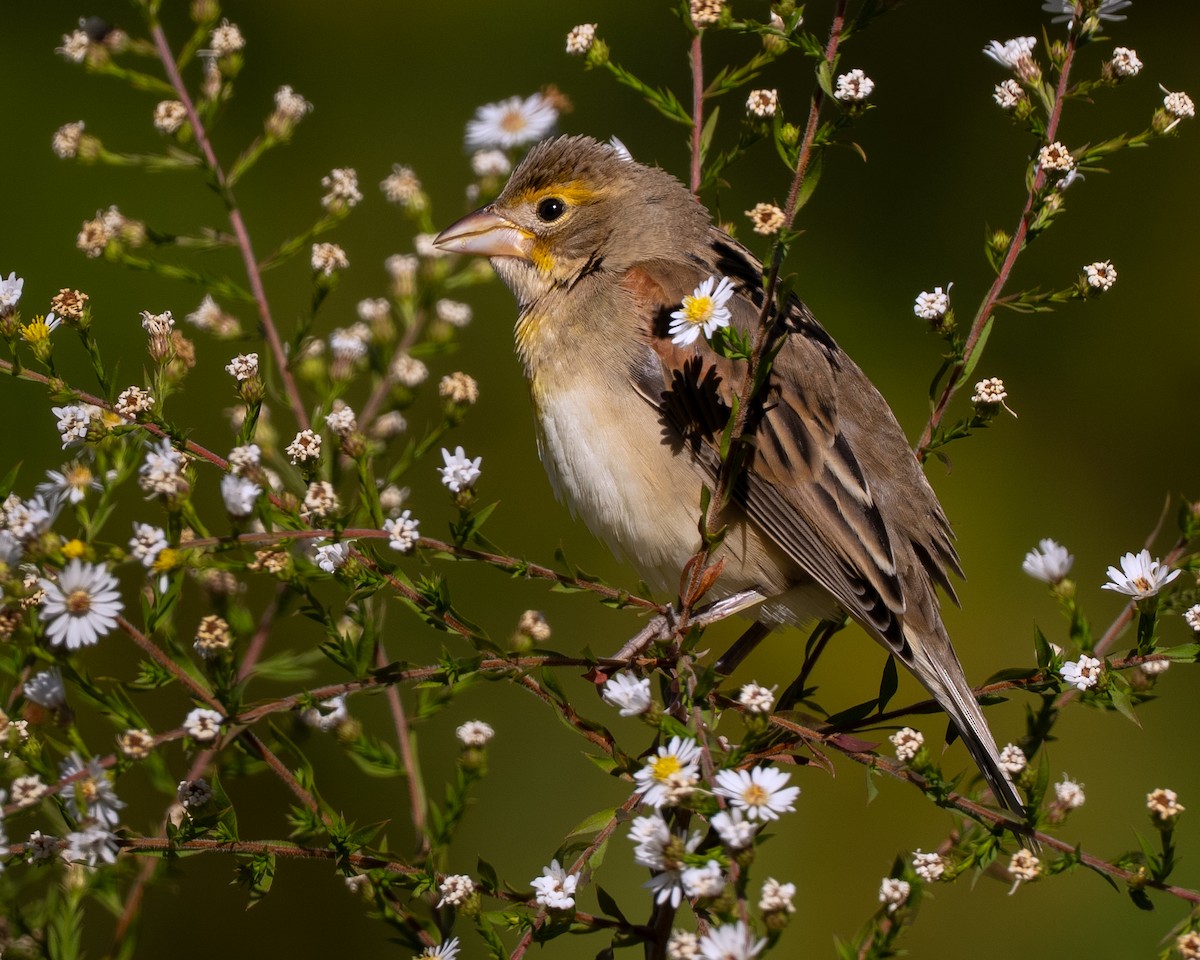eBird Checklist - 25 Oct 2026 - Prospect Park - 52 species (+1 other taxa)