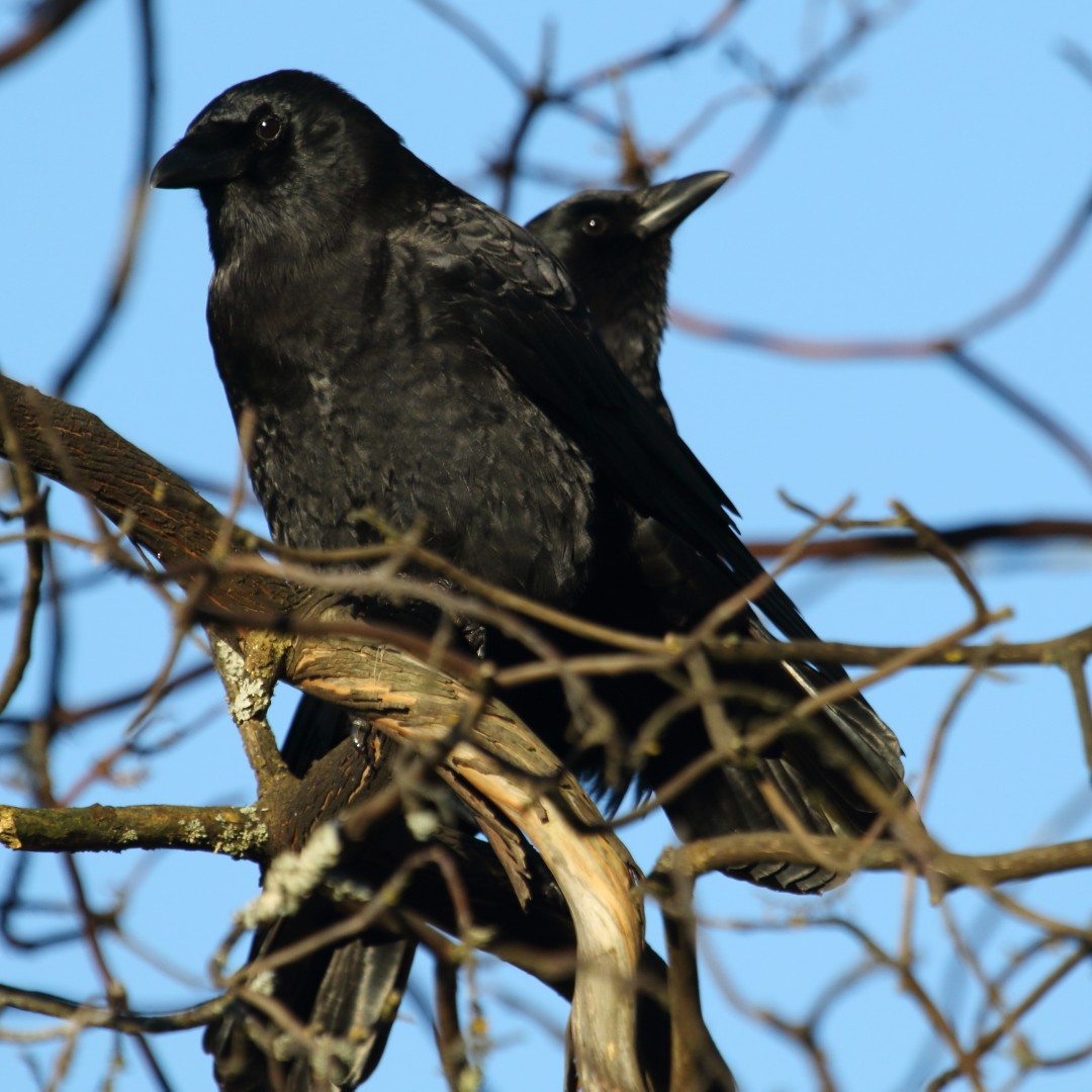 American Crow - ML66761931