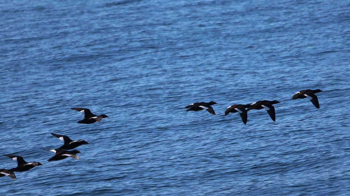 eBird Checklist - 25 Oct 2026 - Cape Cod Bay (Plymouth County) - 29 species
