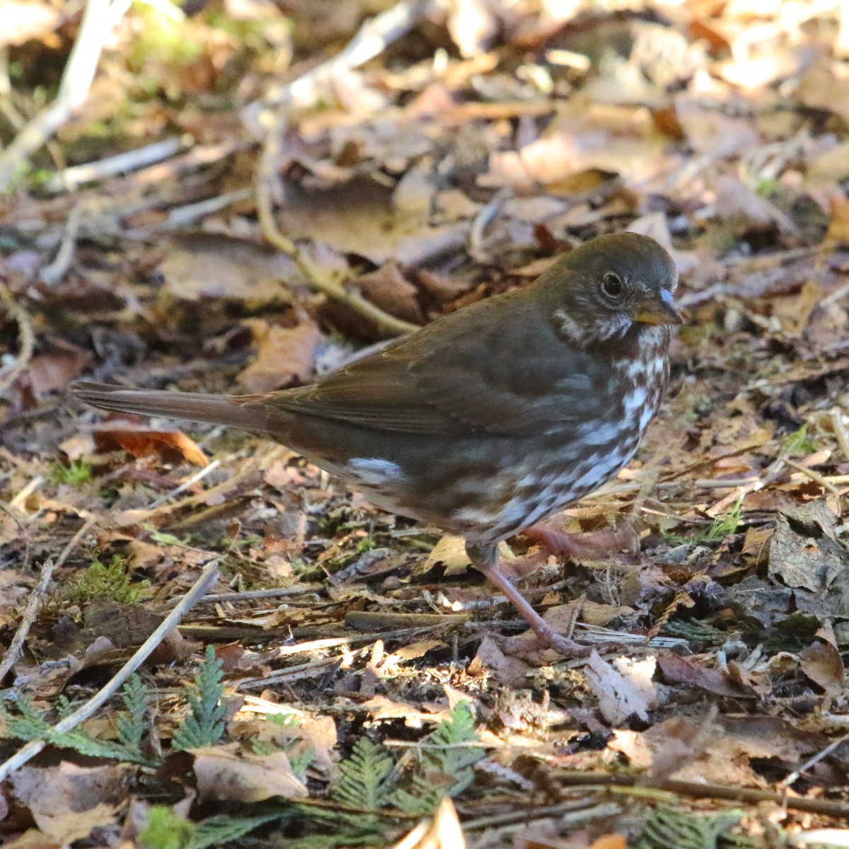 Fox Sparrow - ML66762191