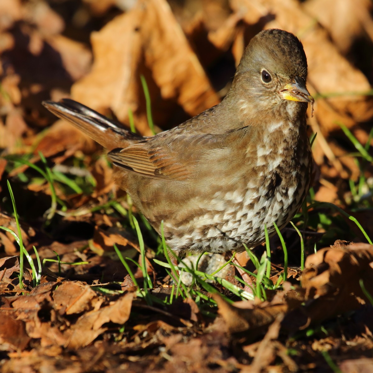 Fox Sparrow - ML66762221