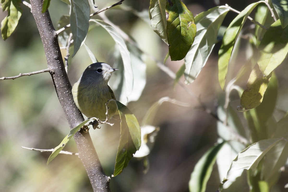 eBird Checklist - 25 Oct 2026 - Bolton Notch SP - 20 species