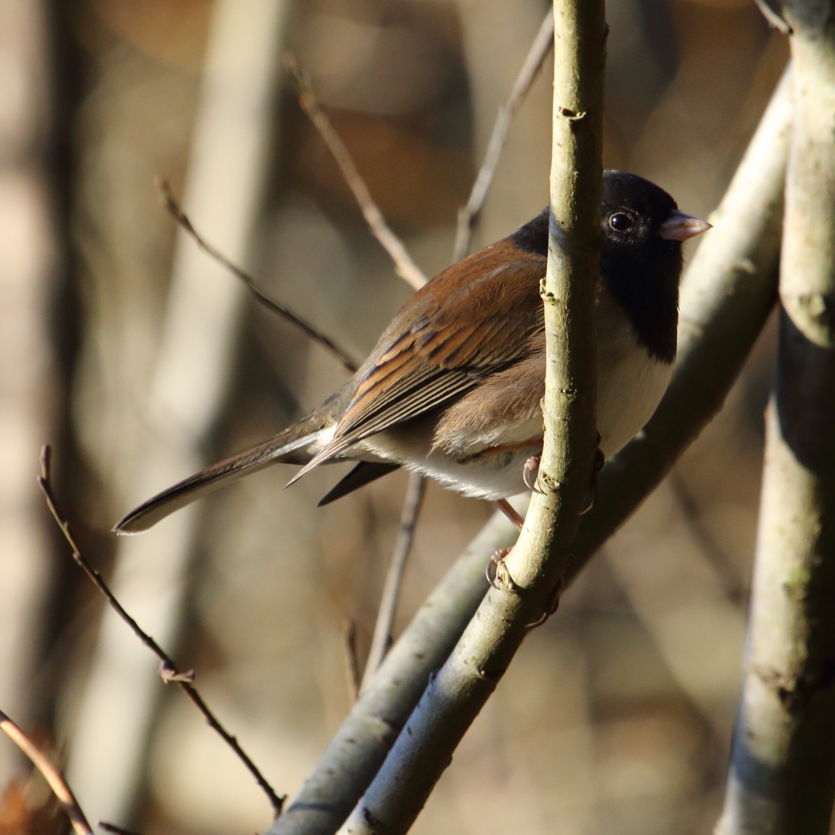 Dark-eyed Junco - ML66762471