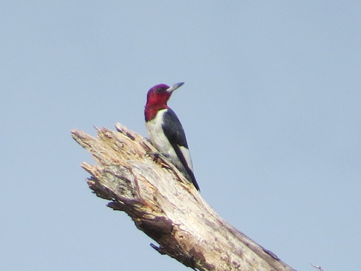 Red-headed Woodpecker - ML66762731