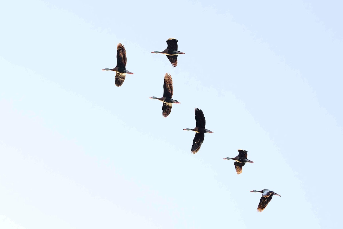 eBird Checklist - 18 Oct 2026 - Lake Apopka Wildlife Drive - 51 species