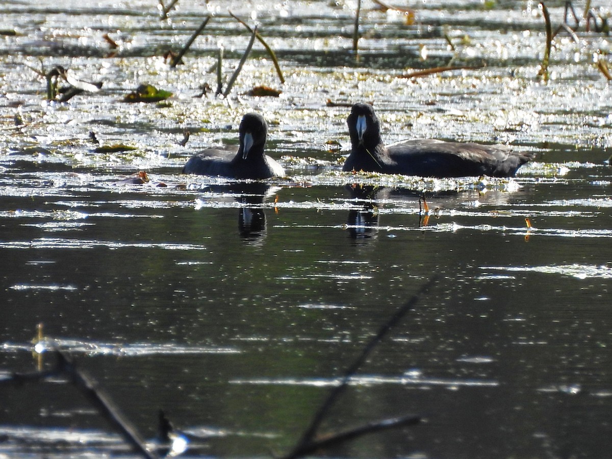eBird Checklist - 25 Oct 2026 - Sag Quarries - 7 species