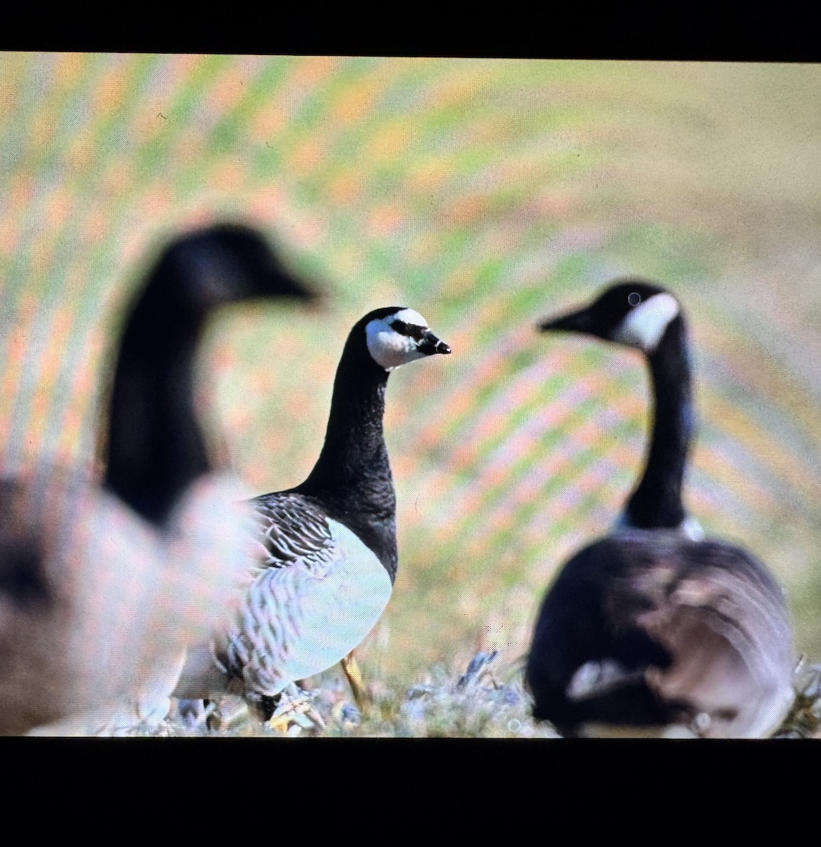 eBird Checklist - 25 Oct 2026 - Minute Man NHP--Meriam's Corner - 22 ...