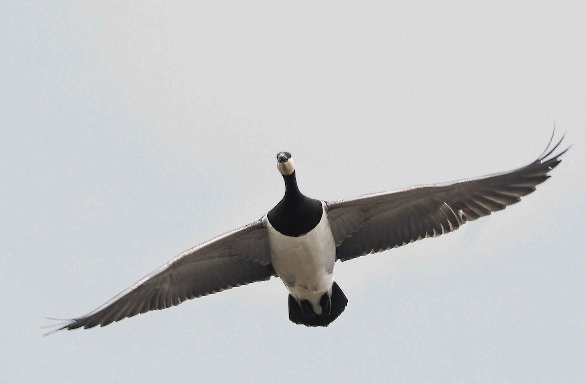 ML667630822 - Barnacle Goose - Macaulay Library