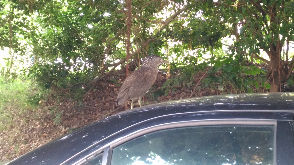 Malayan Night Heron - ML66763231