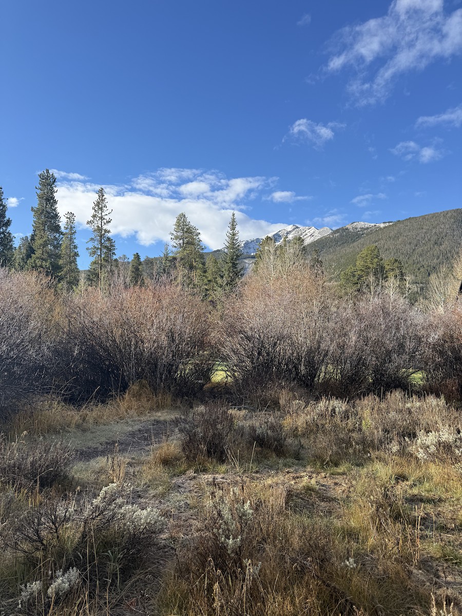 eBird Checklist - 25 Oct 2026 - Bills Ranch Area - 17 species (+2 other ...