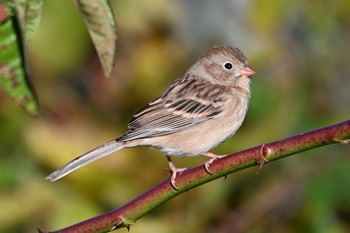 eBird Checklist - 23 Oct 2026 - Beavertail State Park - 34 species (+2 ...