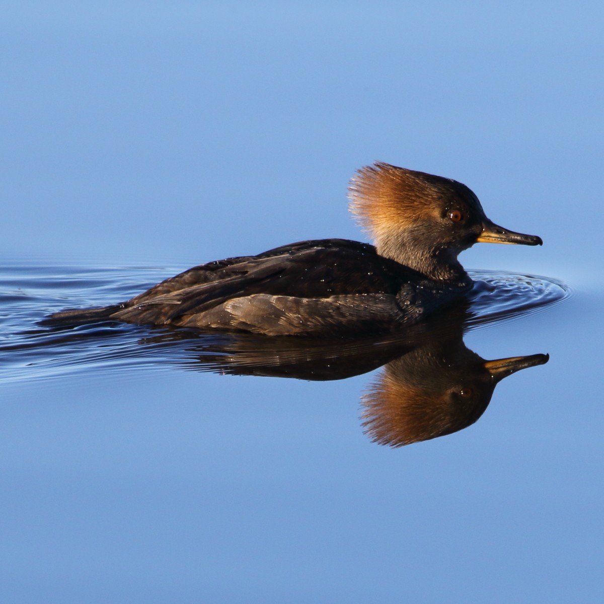 Hooded Merganser - ML66764131