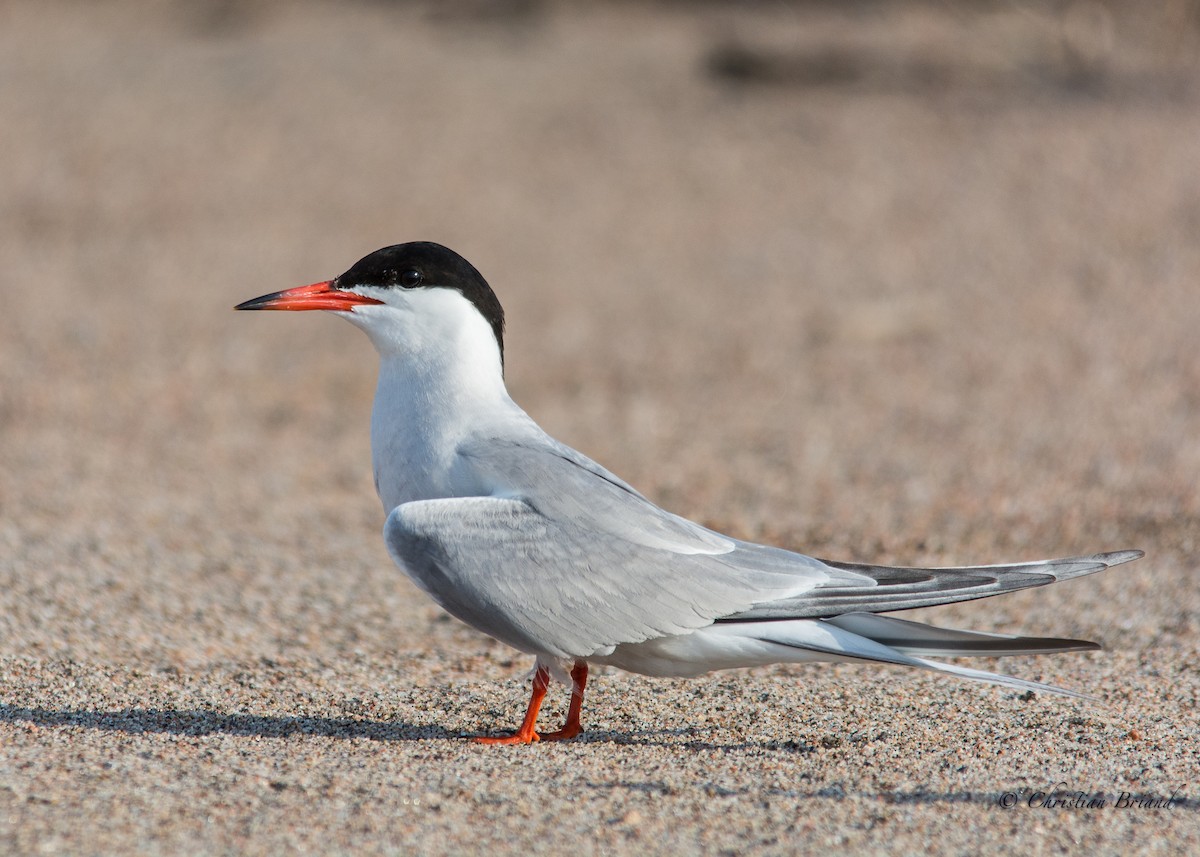 Common Tern - Christian Briand