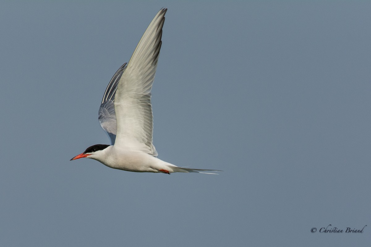 Common Tern - Christian Briand